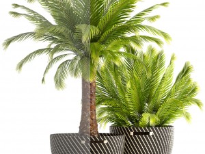 collection of plants phoenix roebelenii 3D Model