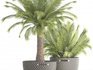 collection of plants phoenix roebelenii 3D Model
