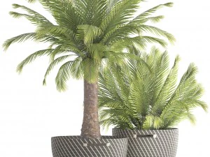 collection of plants phoenix roebelenii 3D Model