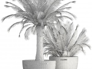 collection of plants phoenix roebelenii 3D Model