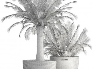 collection of plants phoenix roebelenii 3D Model