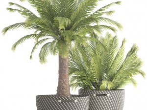 collection of plants phoenix roebelenii 3D Model
