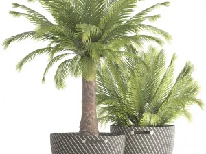 collection of plants phoenix roebelenii 3D Model