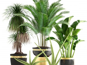 collection plants 3D Model