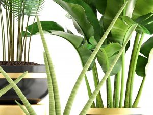 collection plants 3D Model