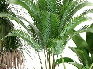 collection plants 3D Model
