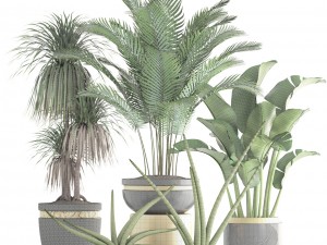 collection plants 3D Model
