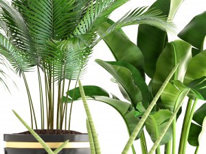 collection plants 3D Model