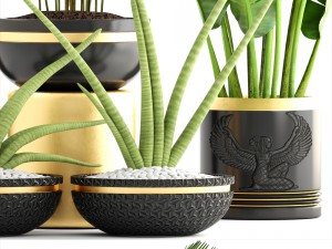 collection plants 3D Model