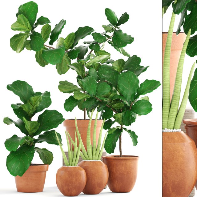 plant collection ficus trees 3D मॉडल .c4d .max .obj .3ds .fbx .stl .blend 
