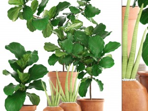 plant collection ficus trees 3Dモデル