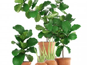 plant collection ficus trees 3D मॉडल