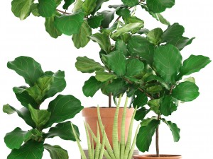 plant collection ficus trees 3D मॉडल