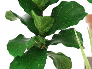 plant collection ficus trees 3D मॉडल