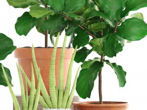 plant collection ficus trees 3D मॉडल