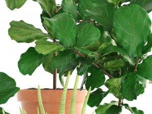 plant collection ficus trees 3D Model