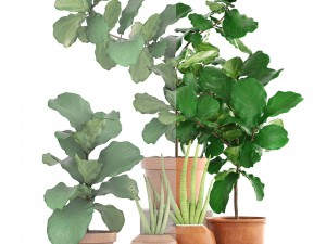 plant collection ficus trees 3D मॉडल