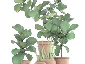 plant collection ficus trees 3D Model