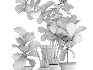 plant collection ficus trees 3D Model