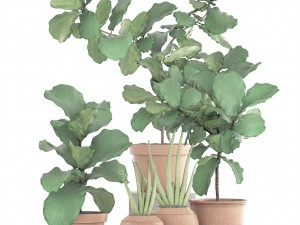 plant collection ficus trees 3D मॉडल