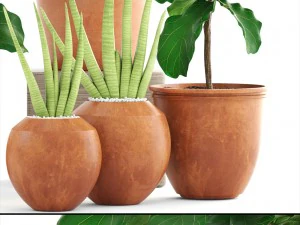 plant collection ficus trees 3D Model