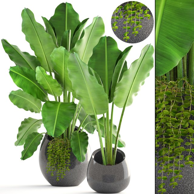 banana palms 3D 模型 .c4d .max .obj .3ds .fbx .stl .blend 