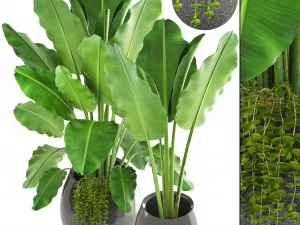 banana palms 3D Model