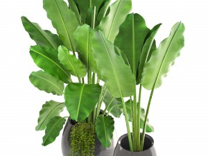 banana palms 3D 模型
