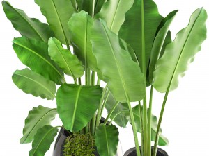 banana palms 3D 模型