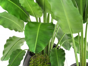 banana palms 3D 模型