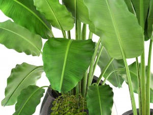 banana palms 3D Model