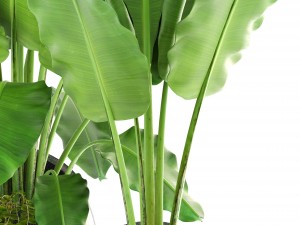 banana palms 3D 模型