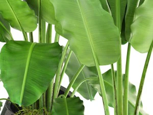 banana palms 3D Model