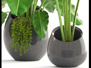 banana palms 3D 模型