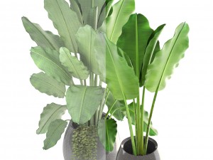 banana palms 3D 模型
