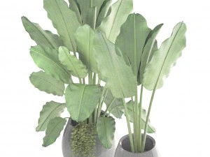 banana palms 3D Model