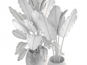 banana palms 3D 模型