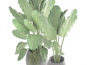 banana palms 3D 模型