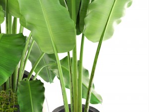 banana palms 3D 模型
