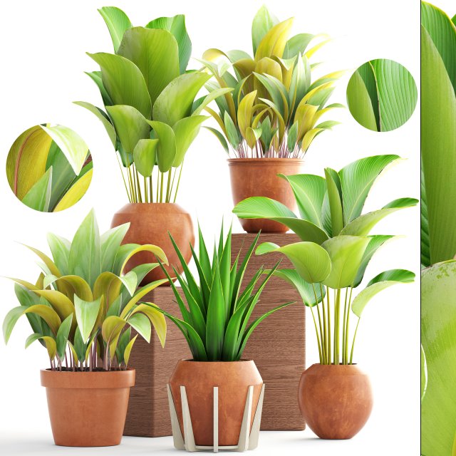 collection of plants 3D मॉडल .c4d .max .obj .3ds .fbx .stl .blend 