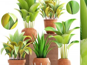 cole&ccedil;&atilde;o de plantas Modelo 3D