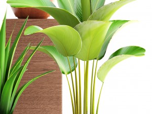collection of plants 3D मॉडल