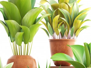 collection of plants 3D मॉडल