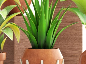 collection of plants 3D मॉडल