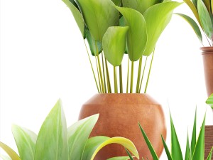 collection of plants 3D मॉडल