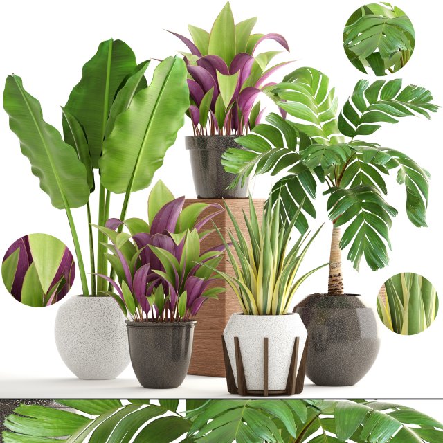 collection of plants 3D 模型 .c4d .max .obj .3ds .fbx .stl .blend 