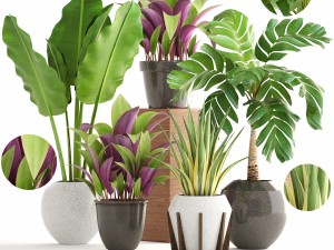 collection of plants 3D Model