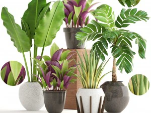 verzameling planten 3D Model