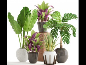 collection of plants 3D 模型