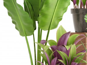 collection of plants 3D 模型